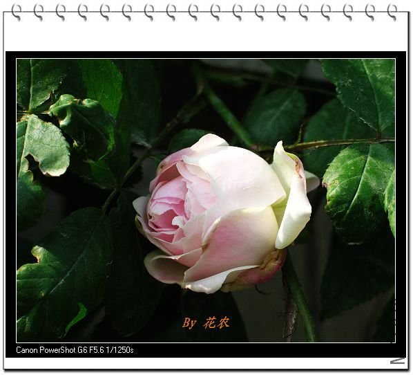 ��Ƭ 036.jpg
