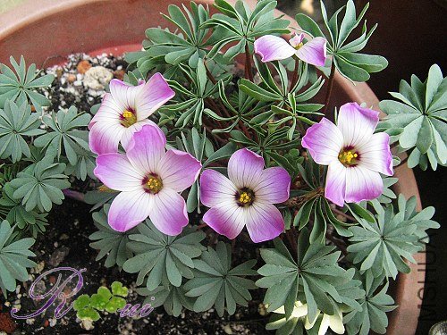 O'adenophylla��Ҷ�� 16.jpg