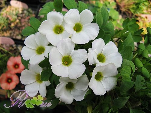 O'haworthioides ɽ髳� 26.jpg