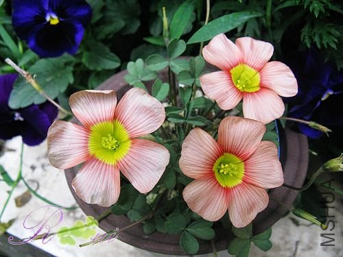 O'obtusa  Peach & cream 10.jpg