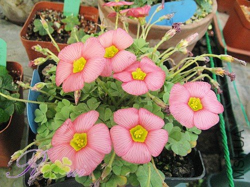 Oxalis obtuse Rose 18.jpg