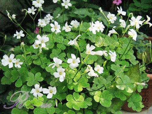 Oxalis rubra var alba �� 2.jpg