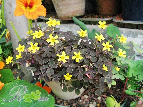 Oxalis 'Sunset Velvet'С��� 14.jpg