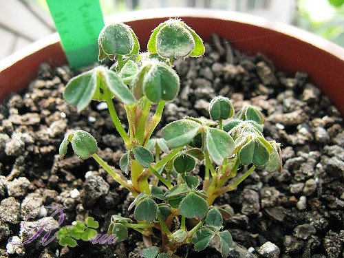 O'tuberosa ����f 4.jpg