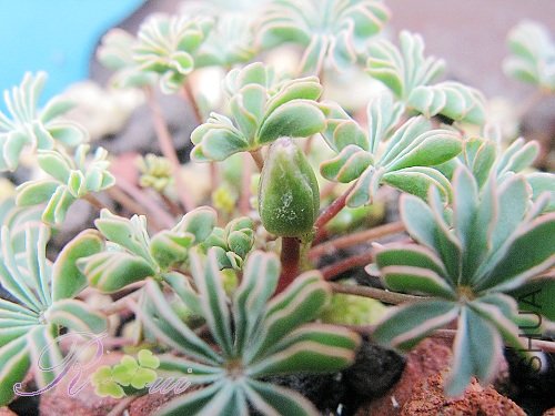 O'enneaphylla ione hecker 8.jpg