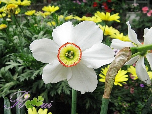 ���ˮ�� 16.jpg