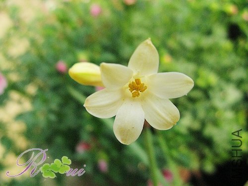 Cyrtanthus mackenii 14.jpg