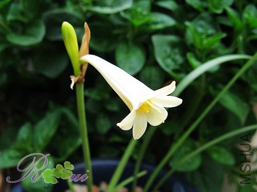 Cyrtanthus mackenii 12.jpg