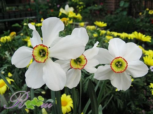 ���ˮ�� 13.jpg