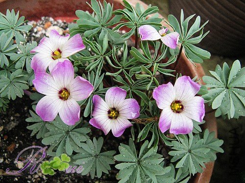 O'adenophylla��Ҷ�� 17.jpg