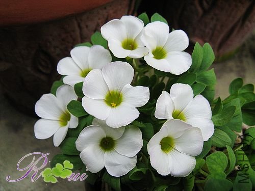 O'haworthioides ɽ髳� 24.jpg