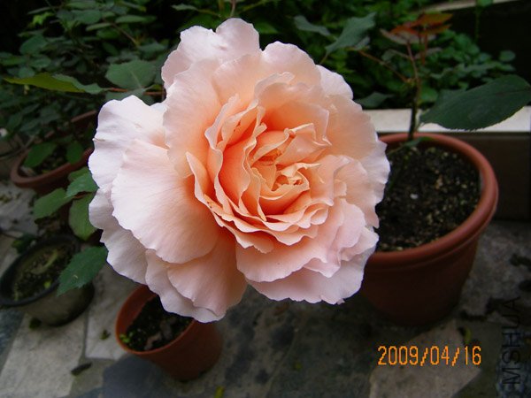 ��ĵ����