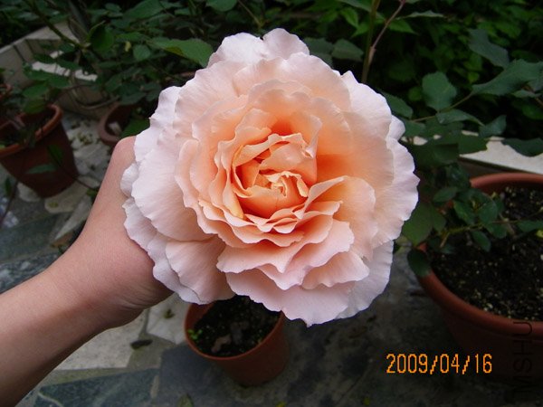 ��צצһֻ���Ƚ�