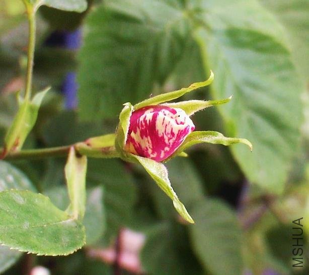 ������.jpg