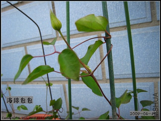 �����ȹ����Ļ���