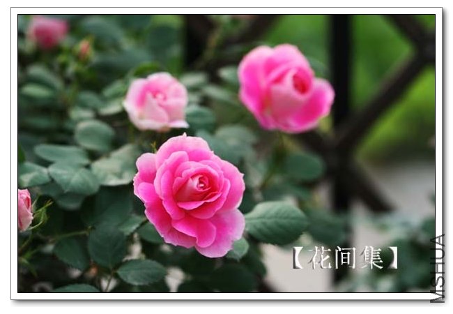 IMG_3992 ����.jpg