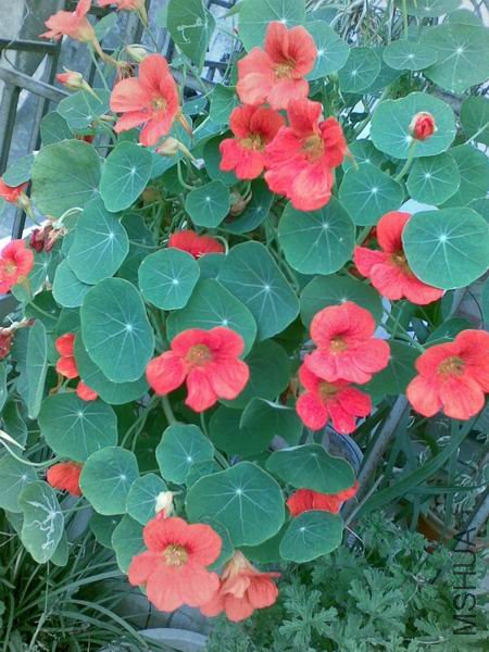 ������С С��.jpg