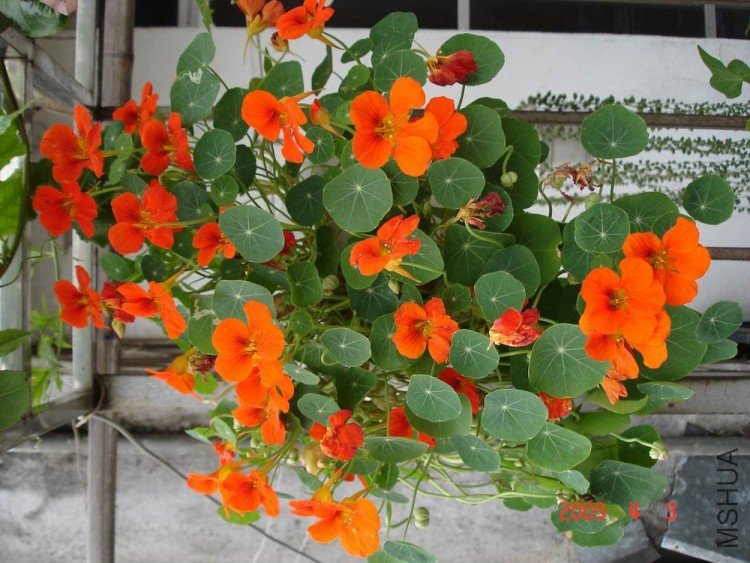 ������С 5������.JPG