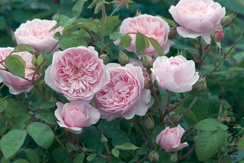 DavidAustinWisley2008.jpg
