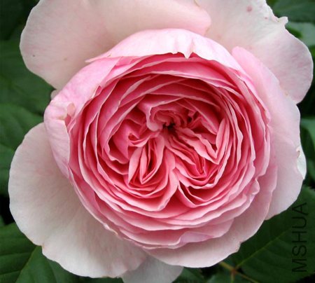 geoff-hamilton-rose.jpg