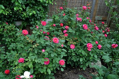 33201042.IMG_0540a.jpg