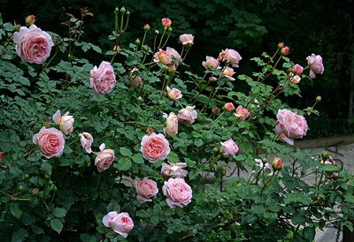 30295320.IMG_9660a.jpg