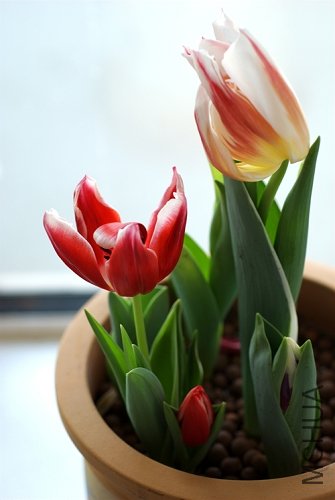 DSC_0272.jpg