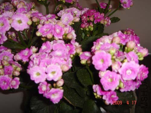 DSC06687.JPG