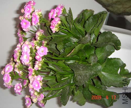 DSC06688.JPG