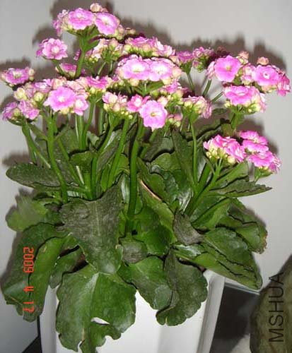 DSC06688.JPG
