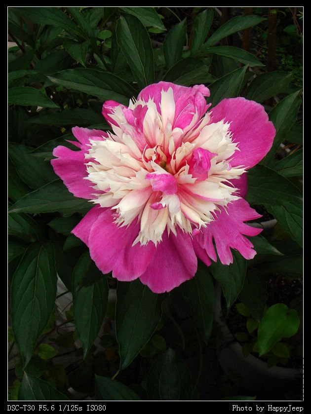 20090417 ��ҩ2.jpg