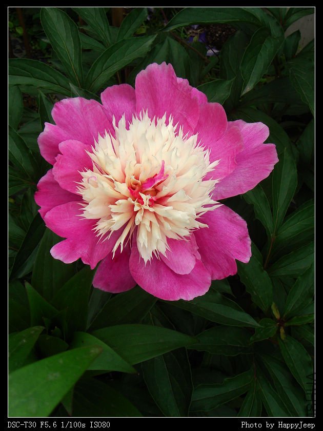 20090417 ��ҩ.jpg