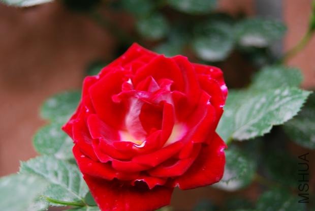 DSC_0052.JPG