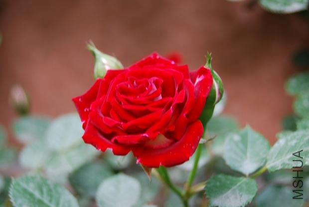 DSC_0048.JPG