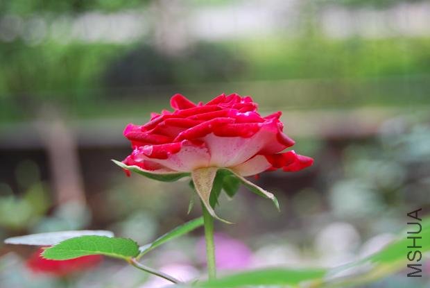 DSC_0113.JPG