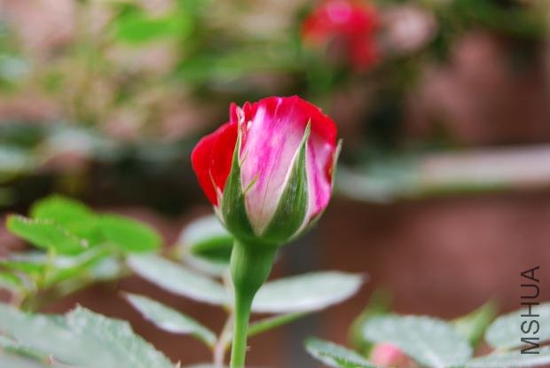 DSC_0049.JPG