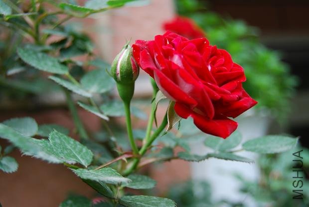 DSC_0055.JPG