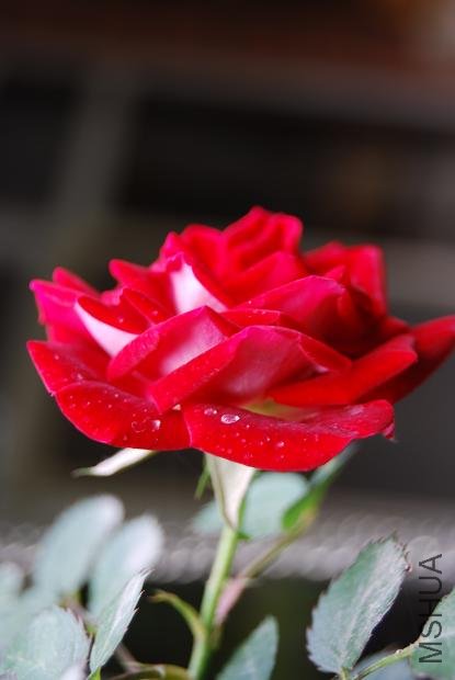DSC_0050.JPG
