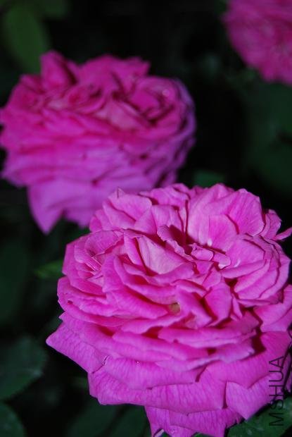 DSC_0150.JPG