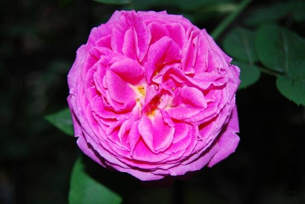DSC_0179.JPG
