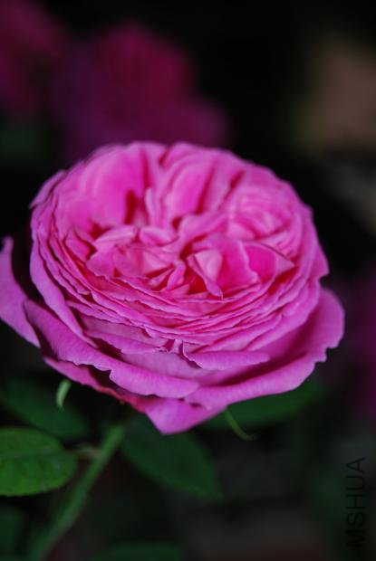 DSC_0152.JPG