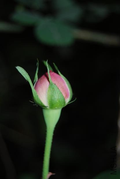 DSC_0158.JPG