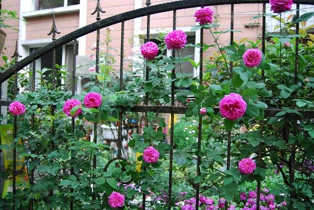 DSC_0176.JPG