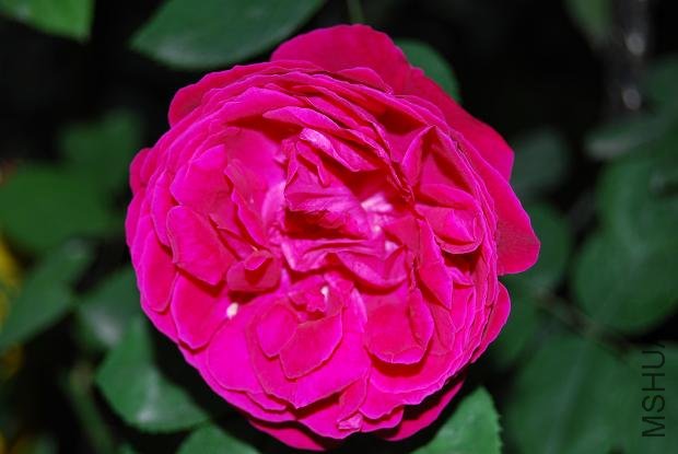 DSC_0164.JPG
