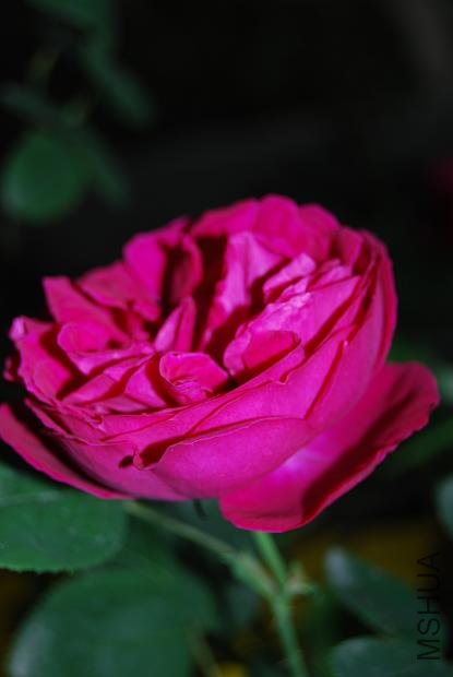 DSC_0163.JPG