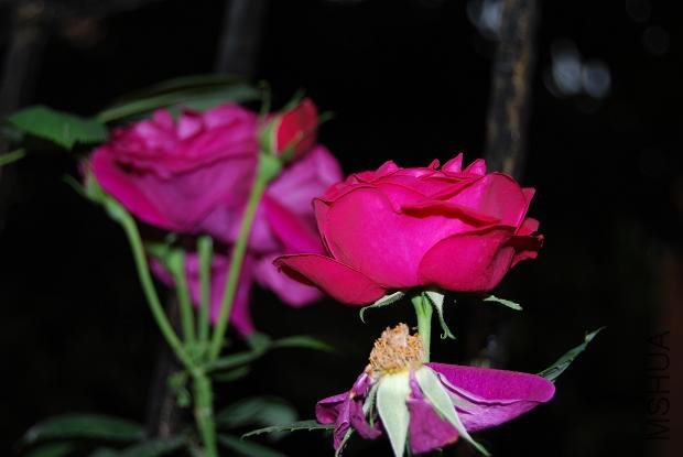 DSC_0174.JPG