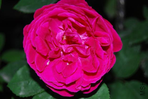DSC_0168.JPG