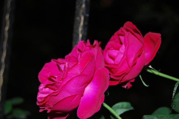 DSC_0161.JPG