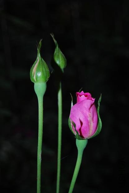 DSC_0172.JPG