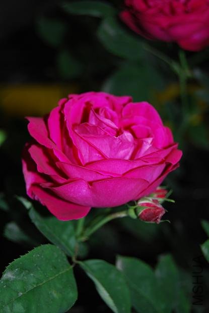 DSC_0175.JPG
